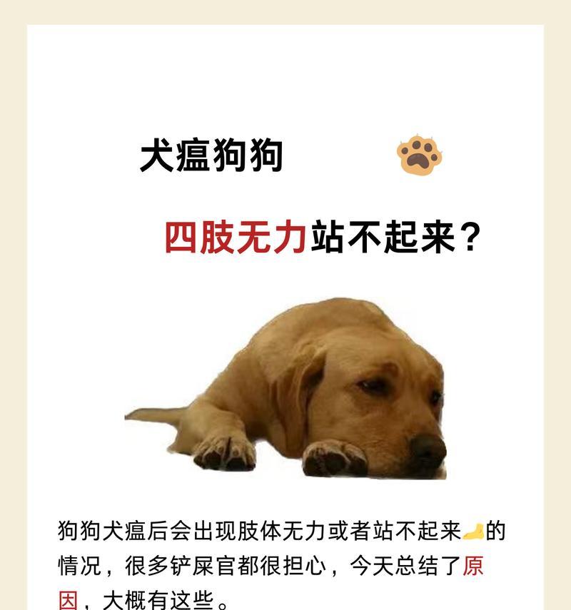 犬瘟热（了解犬瘟热的病症和预防措施）