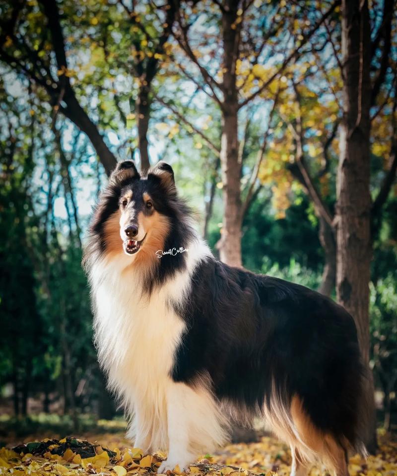 苏格兰牧羊犬（世界上最受欢迎的犬种之一，凭什么备受宠爱？）