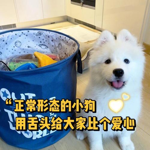 萨摩耶母犬产后喂养指南（萨摩耶母犬产后喂养的六大步骤）