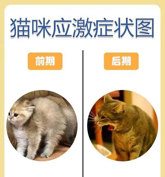 如何观察猫咪的怀孕症状？（教你判断猫咪是否怀孕的方法）