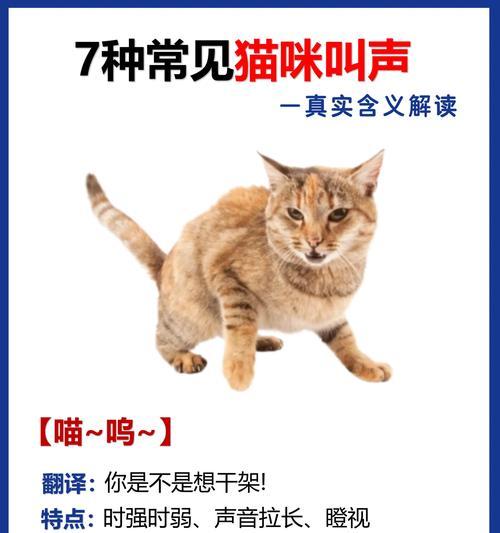 猫咪用爪子碰你到底有什么含义？（了解猫咪爪子碰你的不同情境及其意义）