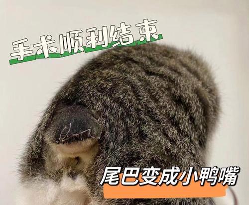 猫咪的尾巴（揭示猫咪尾巴的重要功能，为什么断尾是不必要的？）