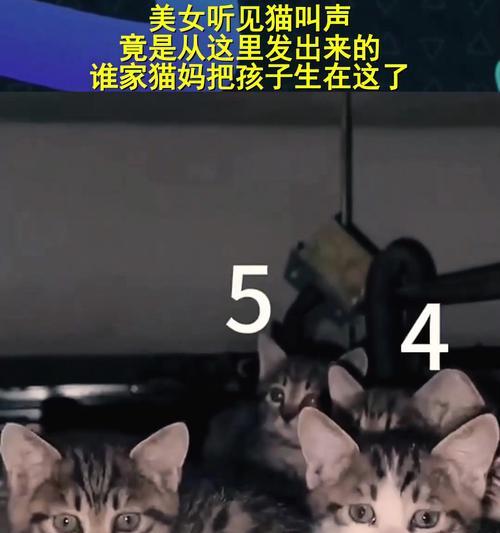 了解猫咪的喵叫语言（探索猫咪不同的喵叫声与其意义）