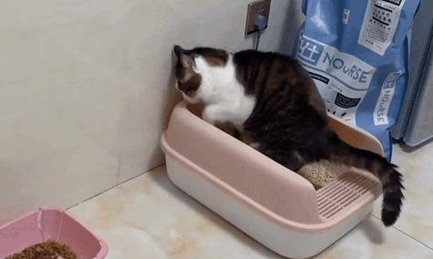 猫为什么会哈气？（了解猫哈气的原因及应对方法）