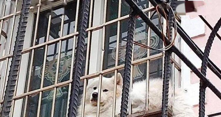萨摩耶犯错了太可爱不可爱的教训（为了和萨摩耶建立良好关系，主人应该如何处理它们的错误行为）