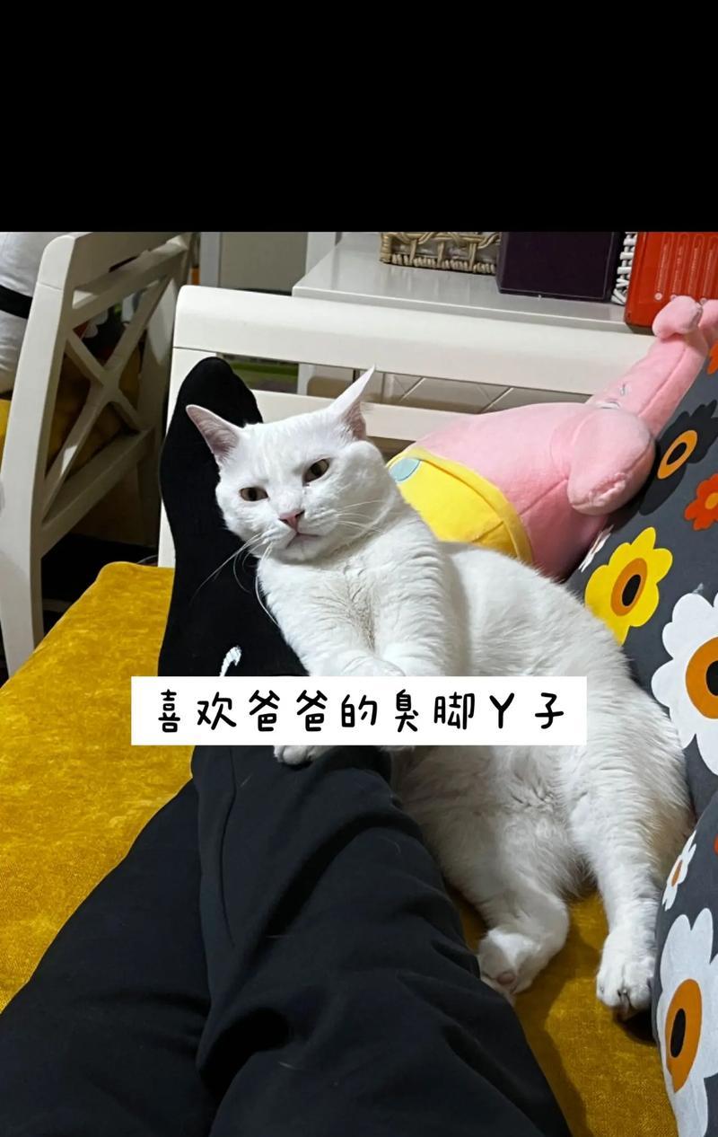 揭秘猫咪脚臭之谜——猫爪子散发臭味的原因（究竟是什么让可爱的猫咪脚臭？一起了解下吧！（）