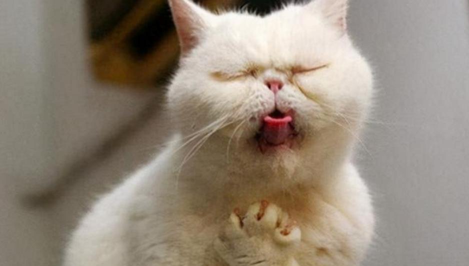 猫咪吐黄水的原因及应对措施（了解猫咪吐黄水的原因，给予正确的护理和治疗）
