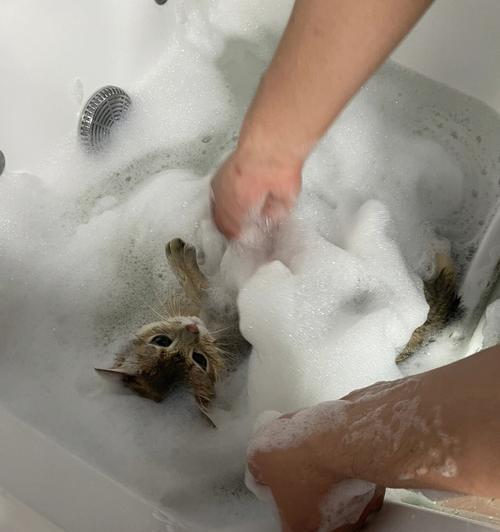 猫咪洗澡的注意事项和频率（多久一次合适？如何保证猫咪的洗澡健康？）