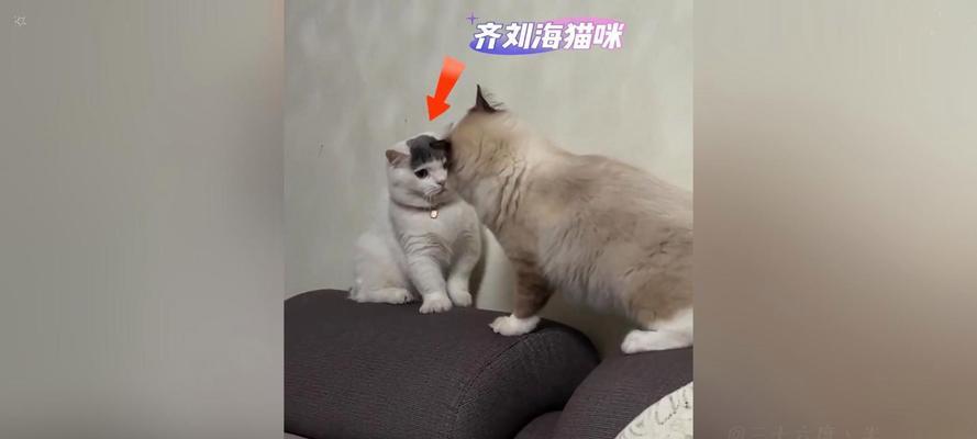 猫咪摇尾巴的动作意义解析（揭秘猫咪摇尾巴的战斗力及行为信号）