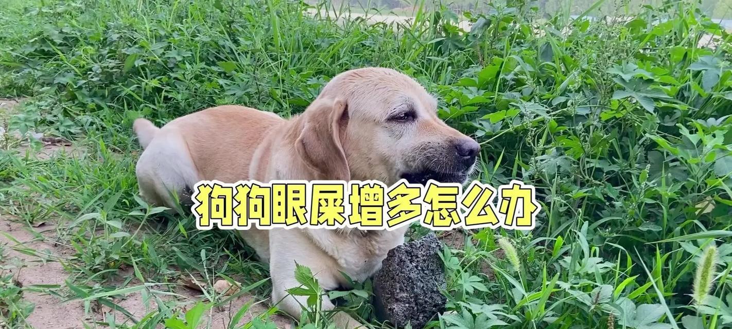 狗狗拉稀的常见原因和解决办法（保持宠物健康，有效应对狗狗拉稀问题）