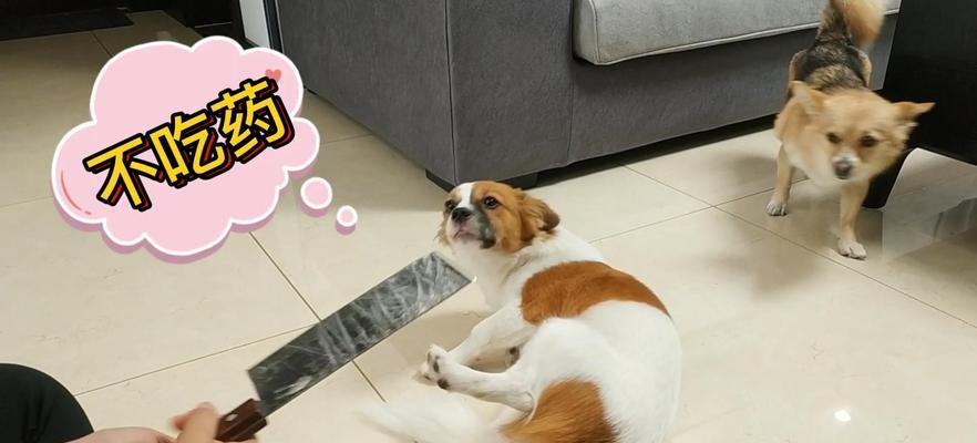 如何让狗狗乖乖吃药？（3个方法让你的狗狗不再困扰）