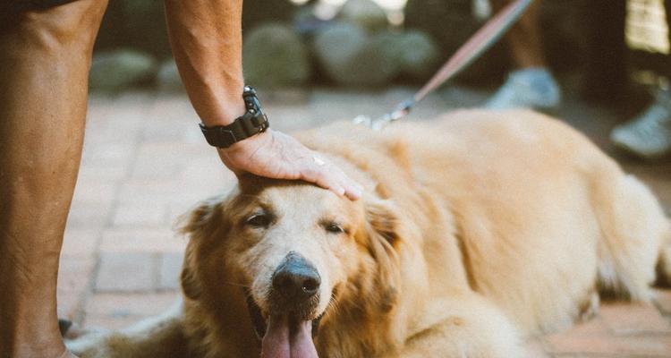 金毛犬的喜好和特点（探索金毛犬的喜欢的活动和寻回犬的特点）