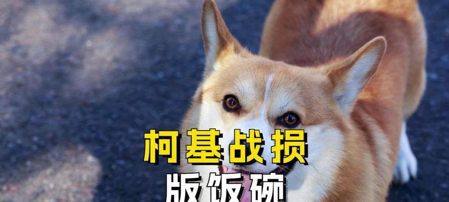 柯基犬便秘的原因及解决办法分享（了解柯基犬便秘的原因，掌握有效的解决方法）