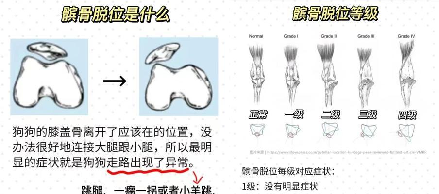 狗狗脱臼的原因及治疗措施（了解脱臼的严重程度并采取适当的治疗措施）