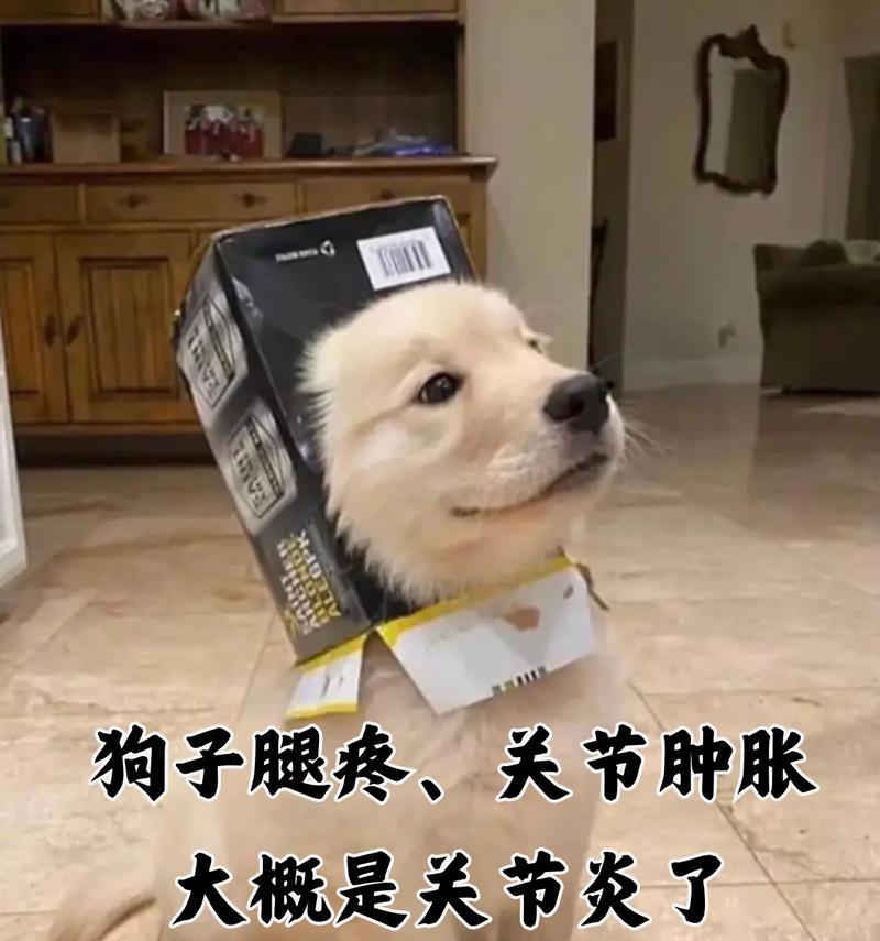 狗狗关节炎（关节炎症状及预防措施）