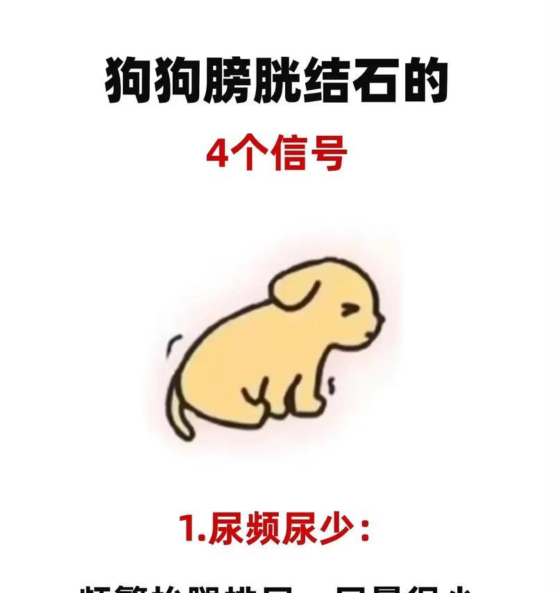 揭秘狗狗颤抖的原因，读懂它们的心声（观察狗狗颤抖的四大原因，）