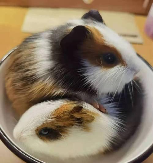 荷兰猪（了解荷兰猪的亲和性和适应性，快速上手养宠物猪）