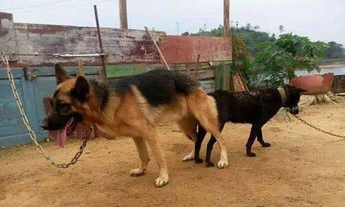 如何快速判别德牧母犬是否受孕？（一步步教你准确判断德牧母犬的怀孕情况）