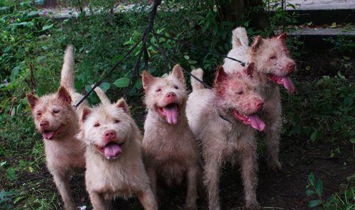 中国猎犬（国产猎犬）