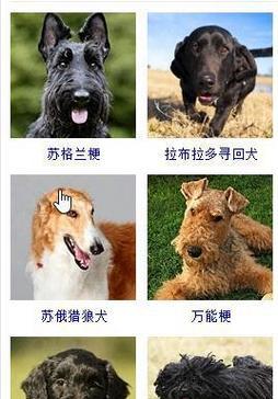 如何为你的狗狗取名字（6个创意方法让你的狗狗名字与众不同）