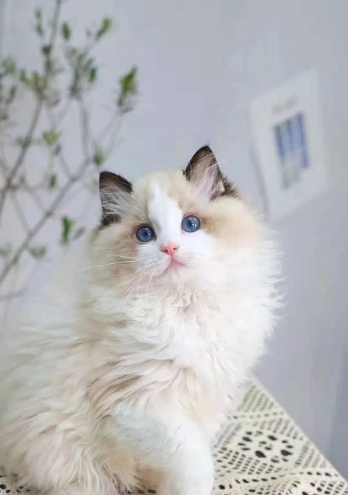常见的布偶猫花色及其特点（探索布偶猫的多样花色，发现它们的独特之美）