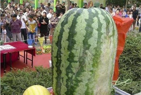 金毛犬的蔬果均衡饮食，关爱它的身体健康（不可忽视的金毛蔬果营养，有哪几种蔬果适合金毛？）