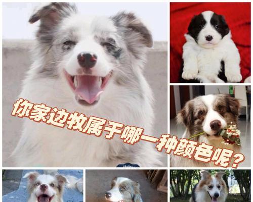 狗狗的耳朵（从雪纳瑞到贵宾，揭示狗狗世界中耳朵的多样性）