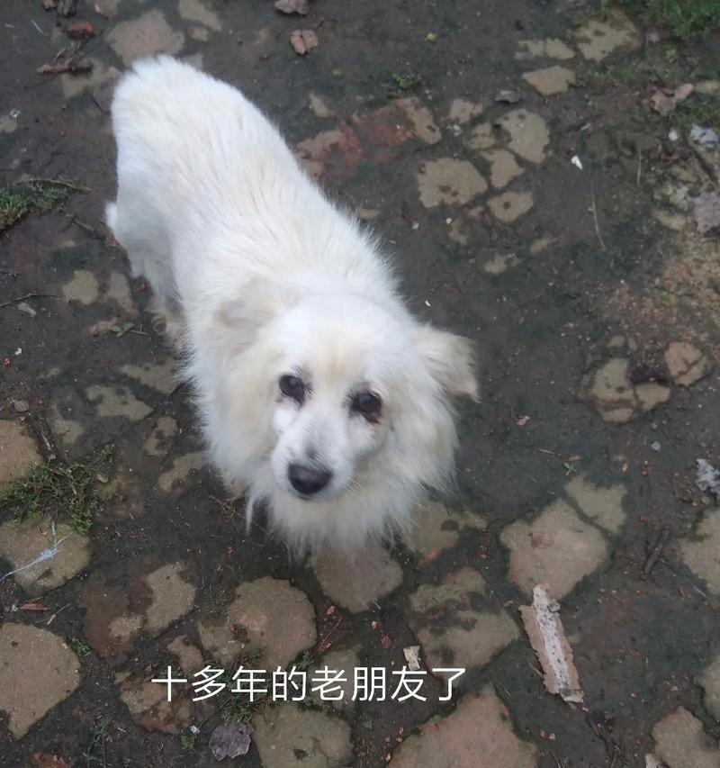 狗狗为什么无精打采抖个不停？（低温症导致狗狗身体不适，表现为无精打采和颤抖）