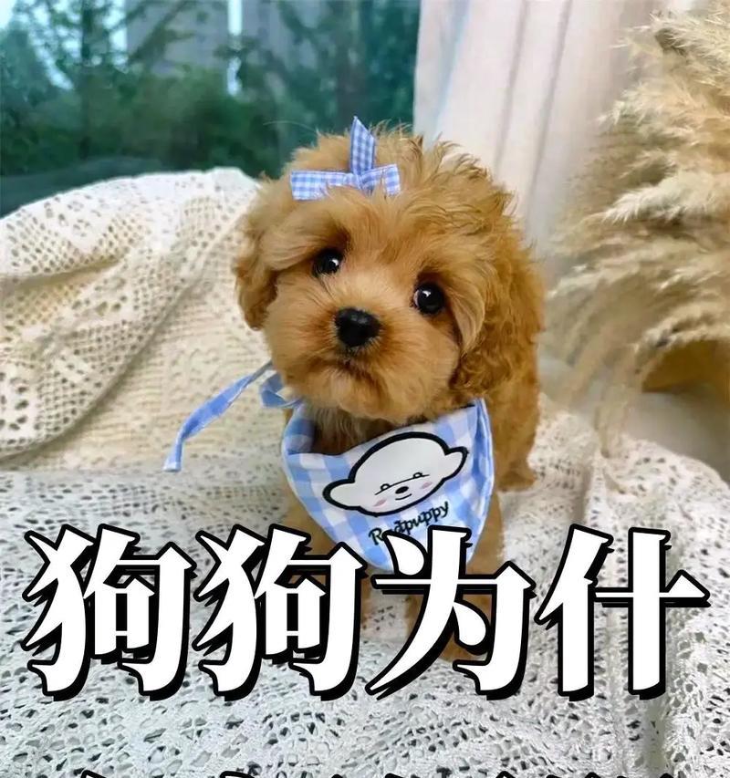 狗狗身上的恶臭（了解肛门腺问题，让狗狗远离难闻的气味）