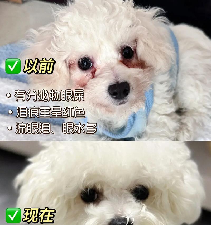 狗狗眼屎多的原因及处理方法（狗狗眼屎多是病了吗？还是因为上火了？）