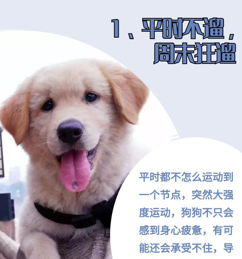 夏季遛狗补水，狗狗运动后的正确补水方法（夏季遛狗需注意的补水事项）