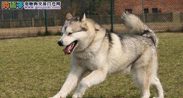 养狗攻略（牢记这几点，让你和阿拉斯加犬的相处更加愉快）