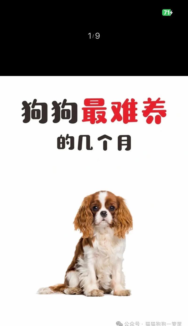 刚出生的奶狗喂养指南（为了宝宝的健康，正确喂养是关键）