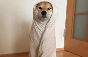 狗狗如何在冬天健康饲养（冬季喂养狗狗需要注意的几点）