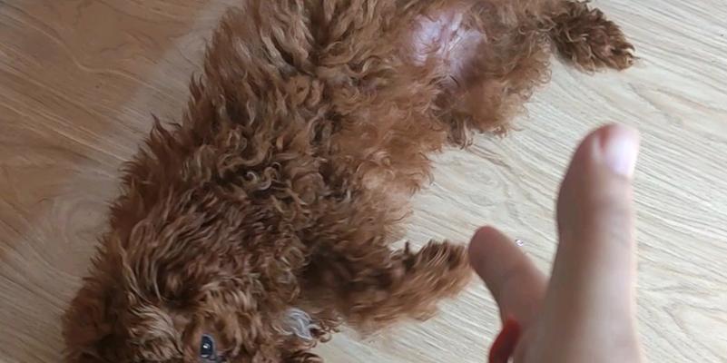 全面防治泰迪细小的有效方法（保护宠物犬健康的关键措施）