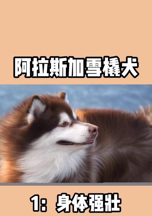 家里最适合养的狗狗是什么？（以盘点十大萌宠排行榜为基础，推荐家庭养狗的首选。）