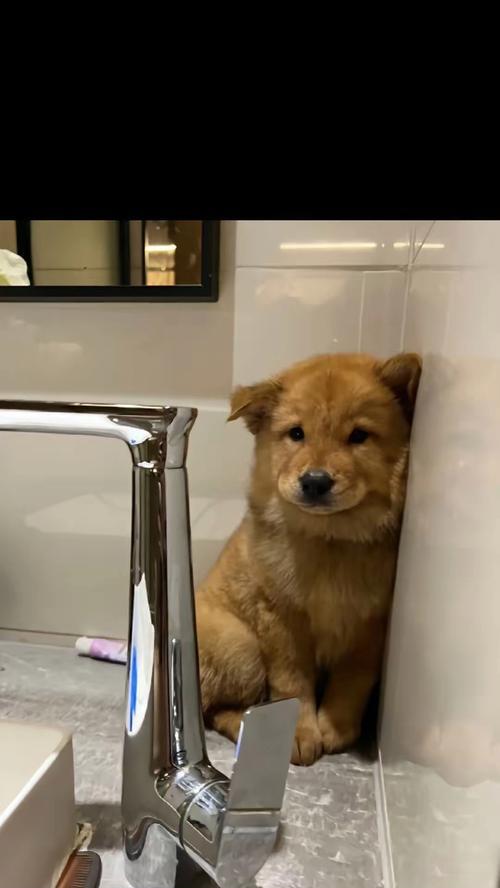 狗狗吐后不吃东西的原因及解决方法（是不是不想吃还是吃不下去呢？如何帮助狗狗恢复食欲？）