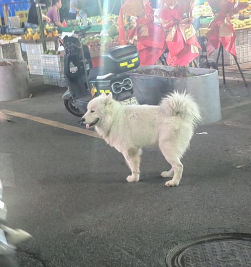 如何保养萨摩耶的白色蓬松毛发（细致呵护，让你的萨摩耶焕发亮丽光彩）