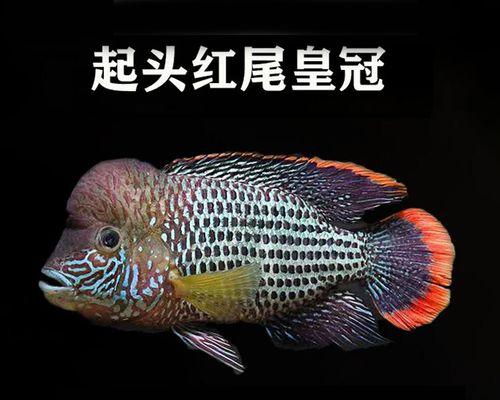 如何为龙鱼增红？（提升龙鱼色彩的方法及技巧）