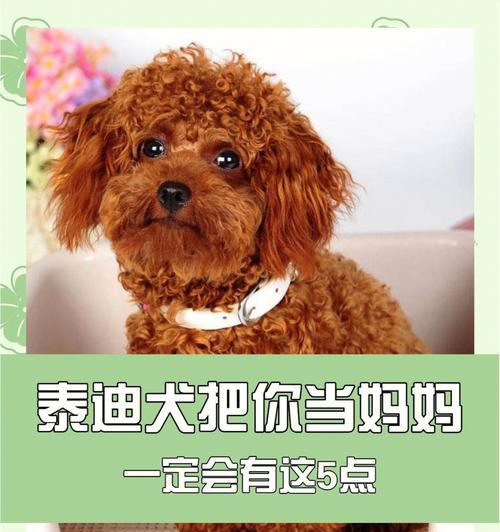 揭秘泰迪的纯度之谜（关键看这5个地方，串串根本装不出来）