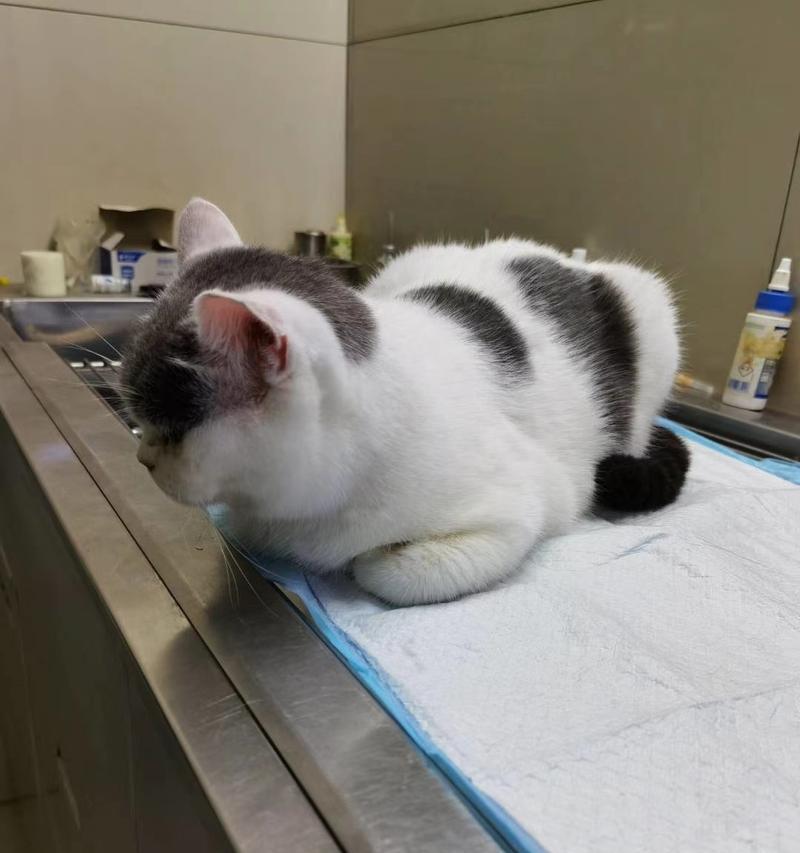 解决猫咪乱尿乱拉的问题（从根本解决猫咪不讲规矩的行为）