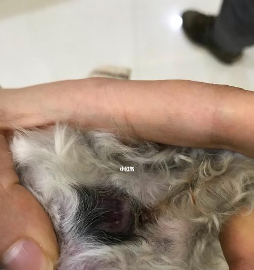 泰迪犬为什么会发散臭味？如何正确挤压肛门腺？（了解泰迪犬臭味的原因，学会正确处理肛门腺问题）
