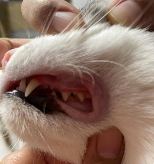 探讨猫咪口臭的原因及应对方法（猫咪口臭究竟是什么引起的？如何解决？）