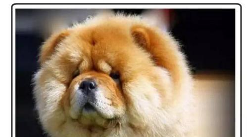 中国名犬松狮的养殖现状及其6大缺点（为什么松狮如此少人养？分析其养殖现状与缺点）