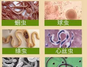 狗狗怀孕时是否可以驱虫？（驱虫对狗宝宝的影响和注意事项）