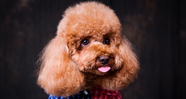 不要错过训练泰迪犬黄金时期（掌握关键时刻，打造听话可爱泰迪犬）