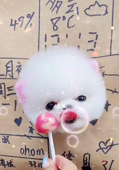 茶杯犬之萌萌诞生的奥秘（近亲交配）