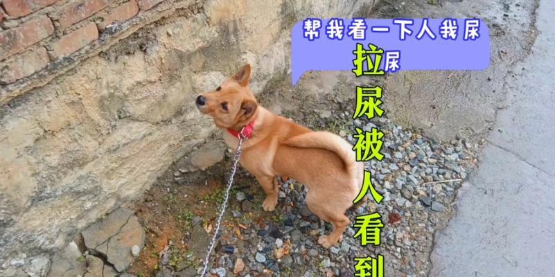 狗狗在床上尿尿的原因及处理方法（了解狗狗尿床的原因，保持床品清洁和训练狗狗尿在正确的地方）