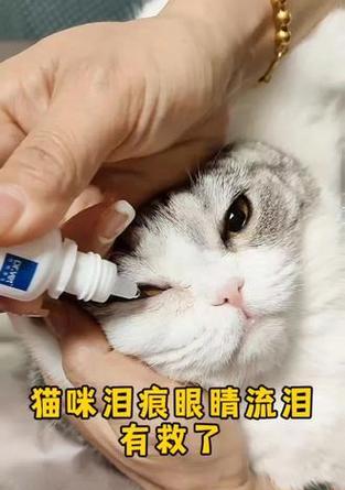 解决猫咪流泪眼屎问题的有效方法（了解猫咪流泪眼屎的原因以及正确处理方法）