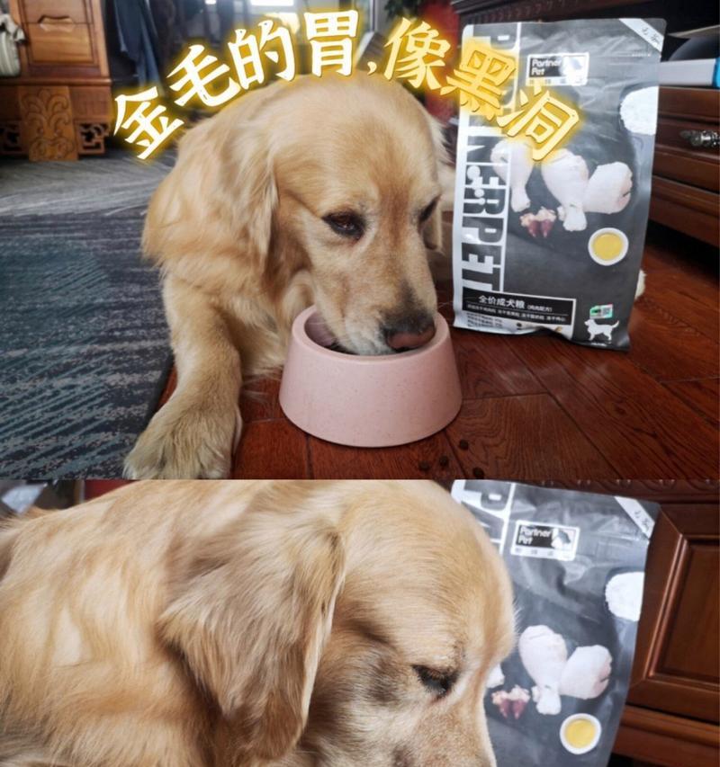 如何纠正狗狗的挑食行为（有效教你解决狗狗挑食问题）